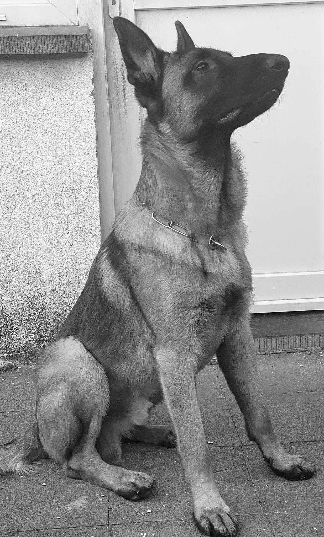 Gun a rejoint le concours — aidez-le/la à gagner de superbes lots ! ancient_dog_breeds, canidae, carnivore, companion_dog, dog, dog_breed, east_european_shepherd, german_shepherd_dog, guard_dog, monochrome, monochrome_photography, non_sporting_group, snout, sporting_group, stock_photography, tail, terrestrial_animal, white, working_animal, working_dog