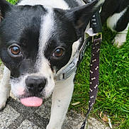Zéphir participe au concours pour gagner de l'argent avec cette photo : dog, black_and_white, tongue_out, close_up, harness, leash, grass, pavement, pet, animal, outdoor, cute, playful, canine, walking, young_dog, ears_up, fur, brown_eyes, curious