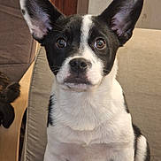 Zéphyr a rejoint le concours — aidez-le/la à gagner de superbes lots ! adorable, animal, black_and_white, couch, cute, dog, ears, expression, eyes, fur, furniture, indoor, looking_at_camera, nose, pet, portrait, puppy, sitting, whiskers, young