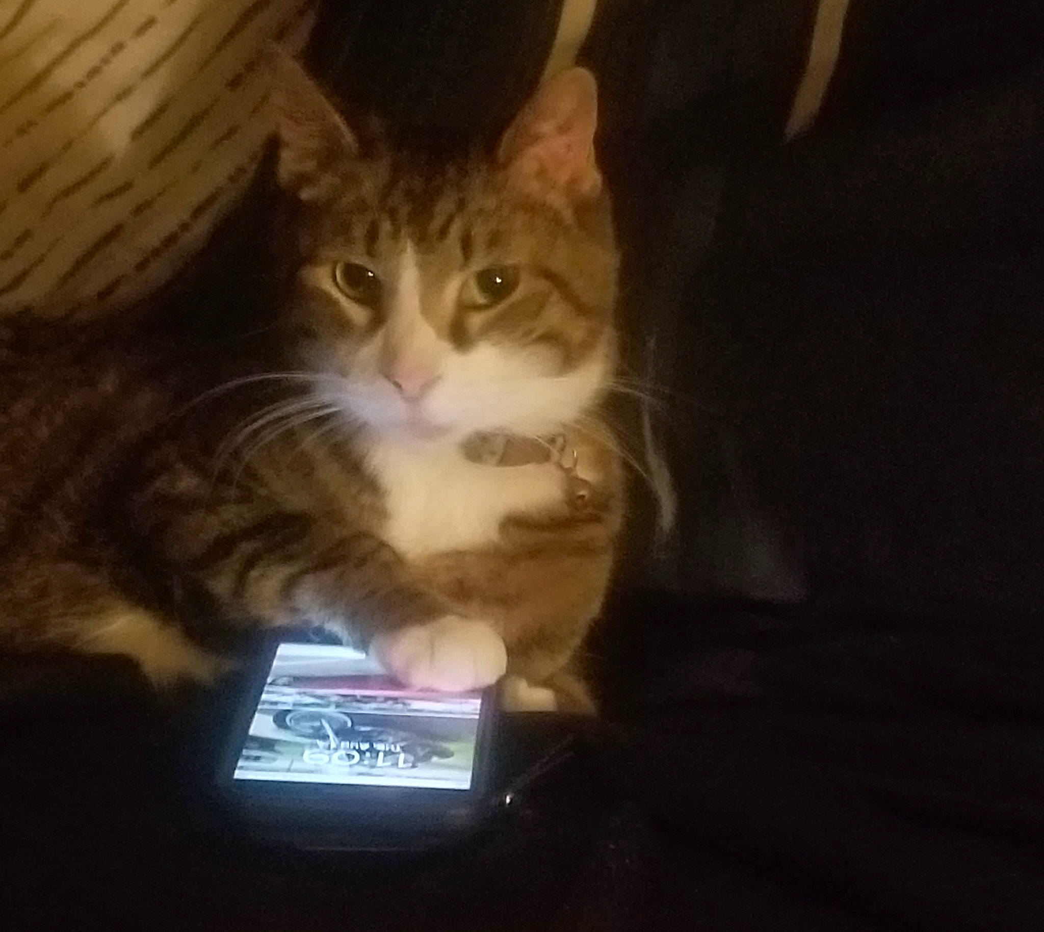 Razzles joined the competition — help win amazing prizes! automotive_lighting, carnivore, cat, cloud, comfort, communication_device, darkness, domestic_short_haired_cat, felidae, fur, mobile_device, mobile_phone, portable_communications_device, sitting, small_to_medium_sized_cats, tablet_computer, tail, telephone, whiskers, wood