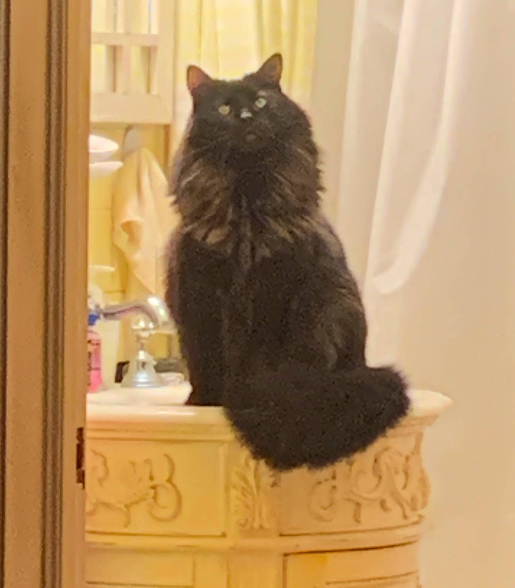 Nestle is registered to the contest to win money with this photo: bathroom, bathroom_cabinet, black_cat, cabinetry, carnivore, cat, chest, cupboard, domestic_short_haired_cat, drawer, dresser, felidae, fur, hardwood, mirror, plumbing_fixture, room, small_to_medium_sized_cats, tail, whiskers