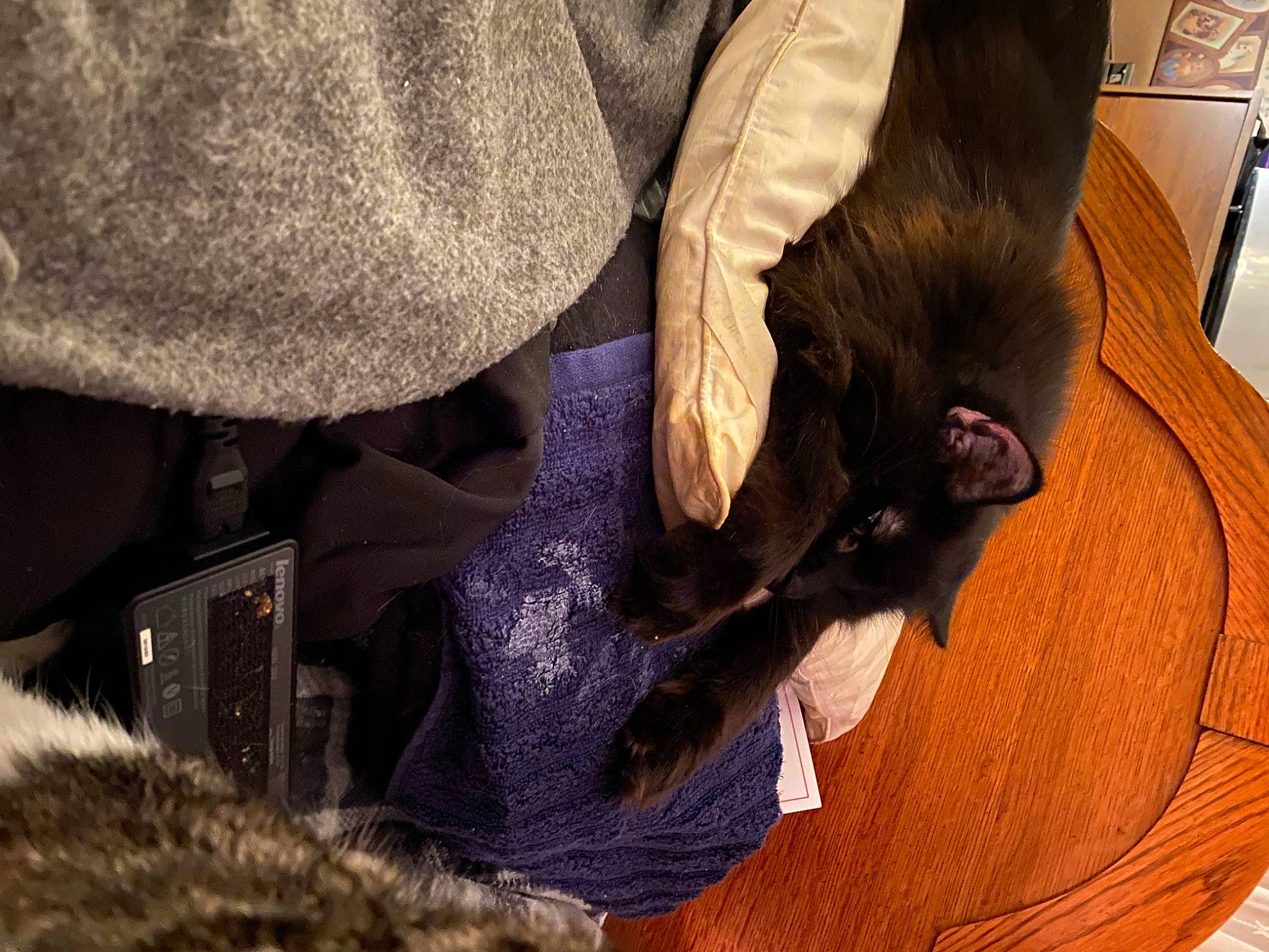 Nestle is registered to the contest to win money with this photo: canidae, carnivore, claw, collar, comfort, companion_dog, dog_breed, ear, felidae, fur, mammal, pet_supply, safety_glove, small_to_medium_sized_cats, snout, sporting_group, toy_dog, whiskers, wood, working_animal