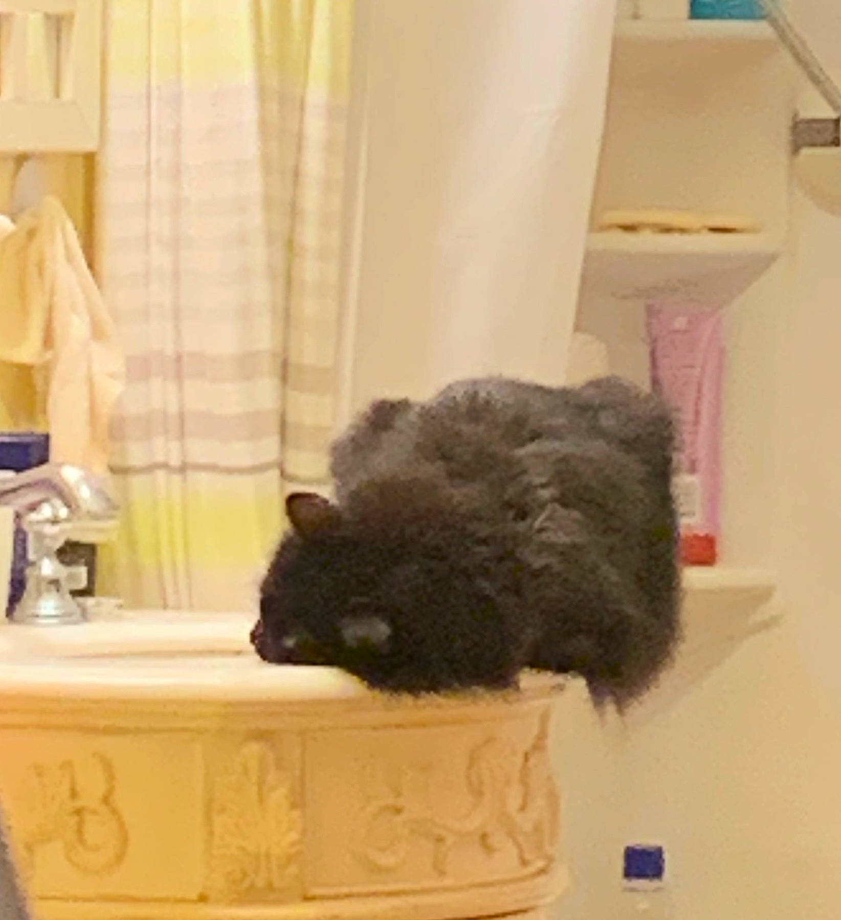 Nestle joined the competition — help win amazing prizes! bathroom, bathroom_cabinet, bathroom_sink, cat, ceramic, companion_dog, curtain, felidae, flooring, fur, household_supply, plumbing, plumbing_fitting, plumbing_fixture, room, small_to_medium_sized_cats, tail, tap, towel, water_bottle