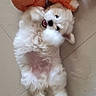 puppy, dog, white, fluffy, stuffed_toy, orange, playful, floor, tile, pet, cute, lying_down, indoor, young, animal, small, happy, fur, companion, toy