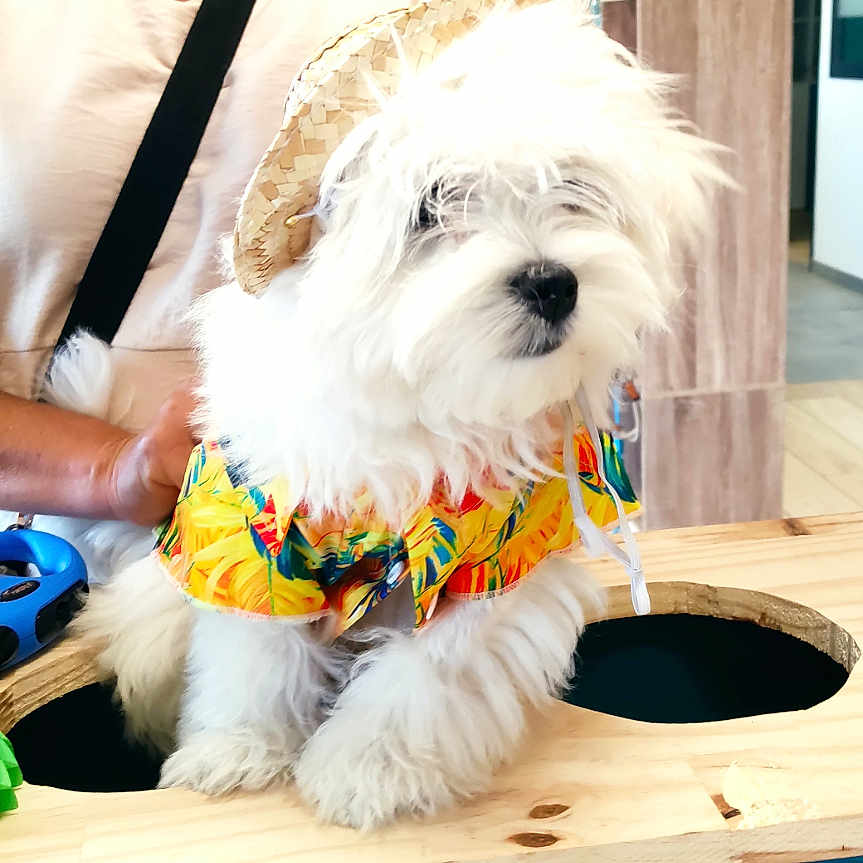 Bianco a rejoint le concours — aidez-le/la à gagner de superbes lots ! dog, white_dog, hat, clothing, person, smiling, wooden_counter, promotion_sign, tropical_theme, indoor, decor, straw_canopy, pet, cute, small_dog, colorful, advertisement, happy, animal, portrait