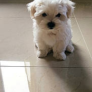Bianco participe au concours pour gagner de l'argent avec cette photo : puppy, dog, white, fluffy, indoor, floor, tile, pet, cute, small, animal, sitting, young, fur, looking, adorable, domestic, curious, companion, portrait