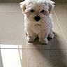 puppy, dog, white, fluffy, indoor, floor, tile, pet, cute, small, animal, sitting, young, fur, looking, adorable, domestic, curious, companion, portrait