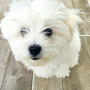 Bianco a rejoint le concours — aidez-le/la à gagner de superbes lots ! animal, chair, chair_legs, companion_animal, cute, dog, eyes, face, fluffy, indoors, looking_at_camera, nose, pet, portrait, puppy, sandals, small_dog, tile_floor, white_fur, wood_grain