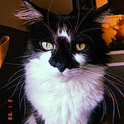 Moustache participe au concours pour gagner de l'argent avec cette photo : carnivoran, cat, cat_like_mammal, close_up, eye, fauna, fur, kitten, mammal, norwegian_forest_cat, nose, organ, small_to_medium_sized_cats, snout, whiskers