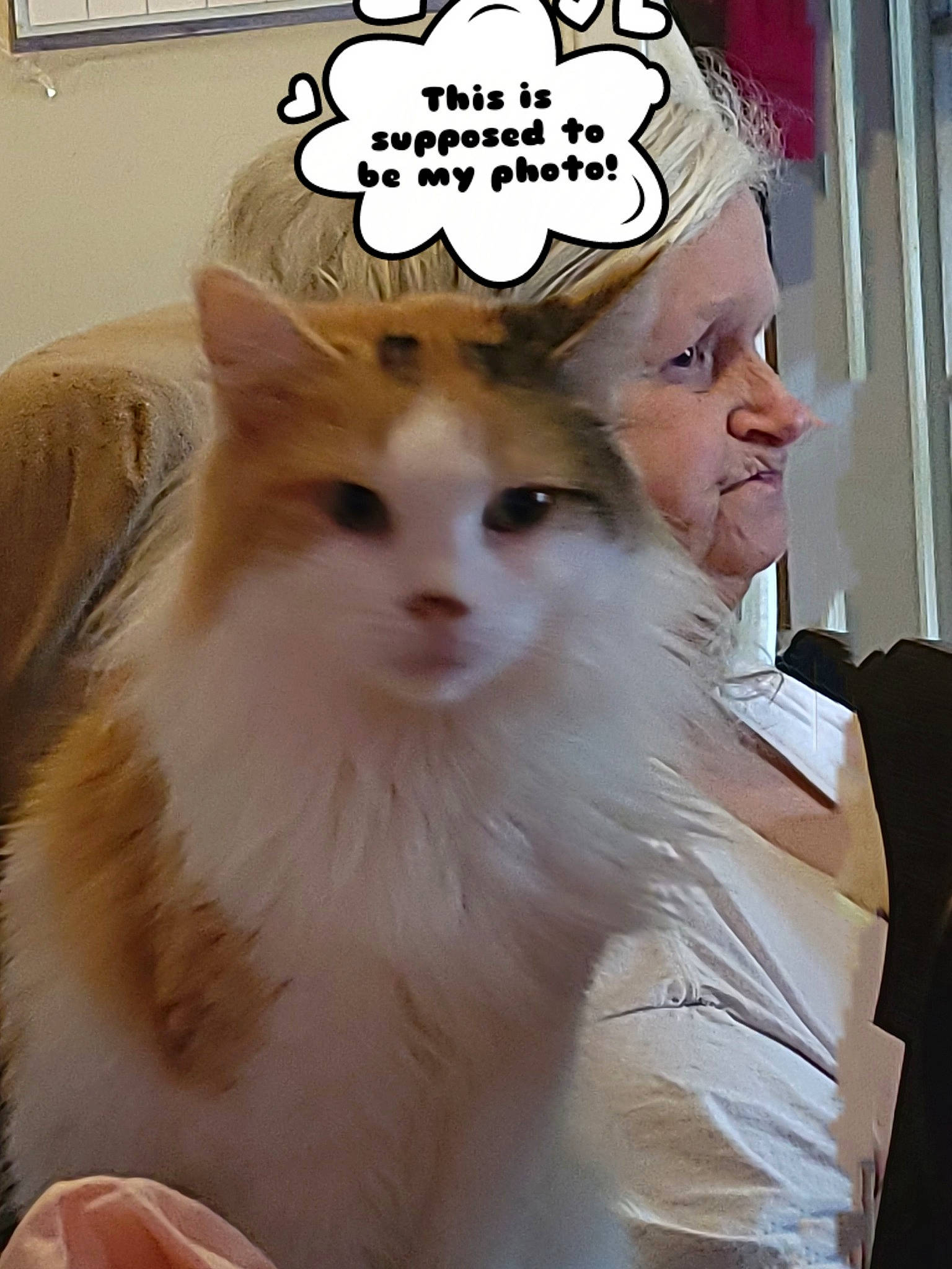 Cleo joined the competition — help win amazing prizes! canidae, carnivore, cat, companion_dog, dog_breed, ear, eyebrow, eyelash, fashion_accessory, fawn, felidae, font, fur, happy, jewellery, photo_caption, small_to_medium_sized_cats, snout, tail, whiskers