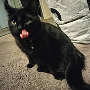 Lucifer is registered to the contest to win money with this photo: black_cat, cat, indoor, carpet, tongue_out, pet, feline, animal, fur, whiskers, collar, home, floor, domestic_animal, sitting, cute, mammal, playful, closeup, companion