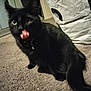 black_cat, cat, indoor, carpet, tongue_out, pet, feline, animal, fur, whiskers, collar, home, floor, domestic_animal, sitting, cute, mammal, playful, closeup, companion