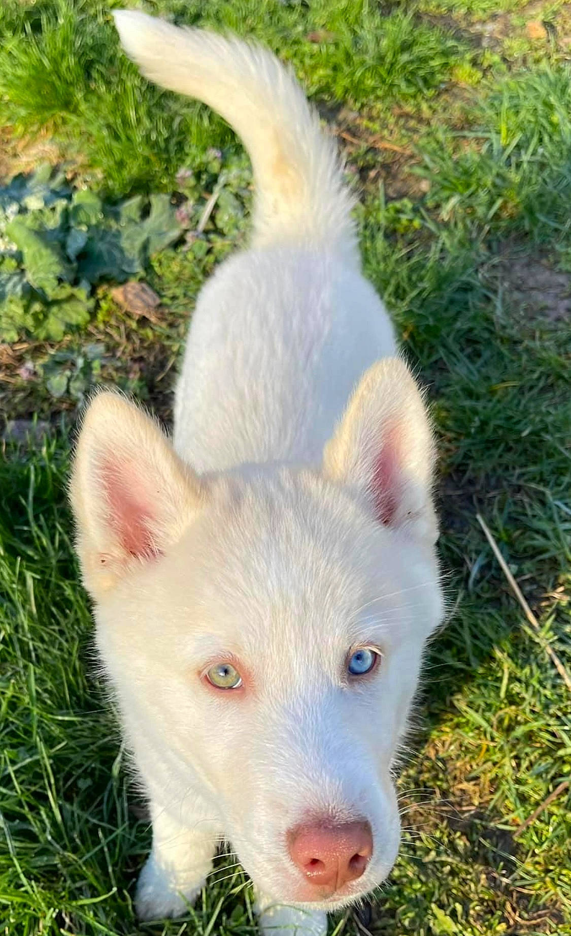 Koda joined the competition — help win amazing prizes! ancient_dog_breeds, canidae, carnivore, companion_dog, dog, dog_breed, fawn, fur, grass, grassland, non_sporting_group, plant, snout, tail, terrestrial_animal, working_animal