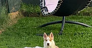 Ades a rejoint le concours — aidez-le/la à gagner de superbes lots ! dog, husky, grass, blanket, outdoor, garden, chair, hanging_chair, pet, animal, fence, relaxing, sunlight, daytime, backyard, resting, nature, cute, canine, leisure