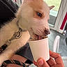 puppy, dog, paper_cup, hand, collar, leash, indoor, window, floor, person, pet, animal, cute, tongue, young_dog, white, brown, curious, closeup, holding