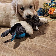Marley a rejoint le concours — aidez-le/la à gagner de superbes lots ! puppy, golden_retriever, dog, toy, stuffed_toy, rope_toy, wooden_floor, pet, cute, fluffy, indoors, animal, playful, young_dog, paw, lying_down, domestic_animal, fur, close_up, adorable