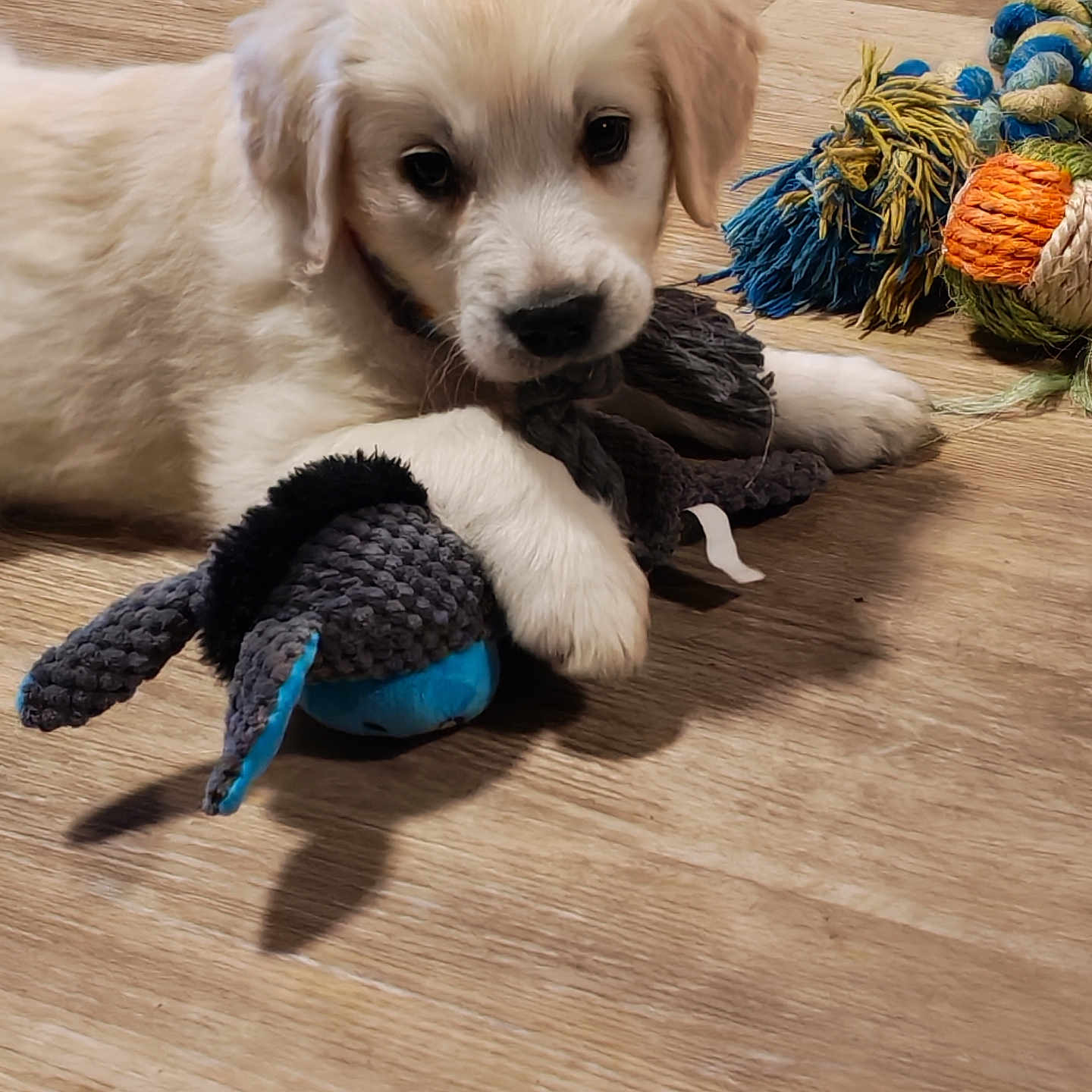 Marley a rejoint le concours — aidez-le/la à gagner de superbes lots ! adorable, animal, close_up, cute, dog, domestic_animal, fluffy, fur, golden_retriever, indoors, lying_down, paw, pet, playful, puppy, rope_toy, stuffed_toy, toy, wooden_floor, young_dog