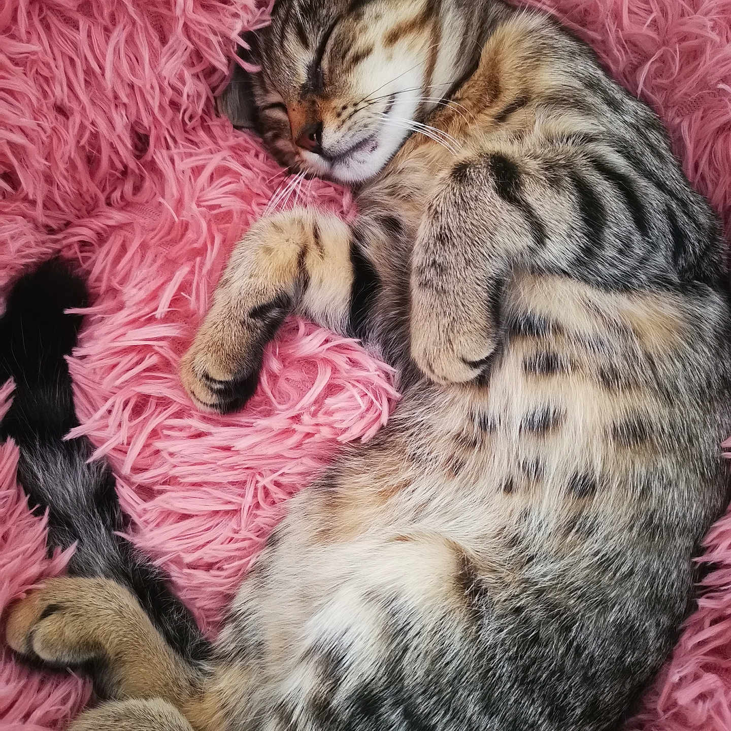 J.o a rejoint le concours — aidez-le/la à gagner de superbes lots ! abyssinian, animal, armchair, blanket, cat, chair, clothing, couch, cushion, egyptiancat, fur, furniture, homedecor, kitten, manx, ocelot, person, pet, siamese, sleeping
