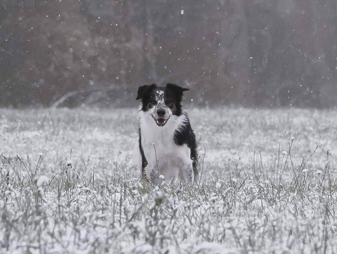 Yuki a rejoint le concours — aidez-le/la à gagner de superbes lots ! ball, canidae, carnivore, companion_dog, dog, dog_breed, field, grass, grass_family, grassland, mammal, meadow, monochrome, monochrome_photography, plant, snout, sporting_group, tail, working_animal, working_dog