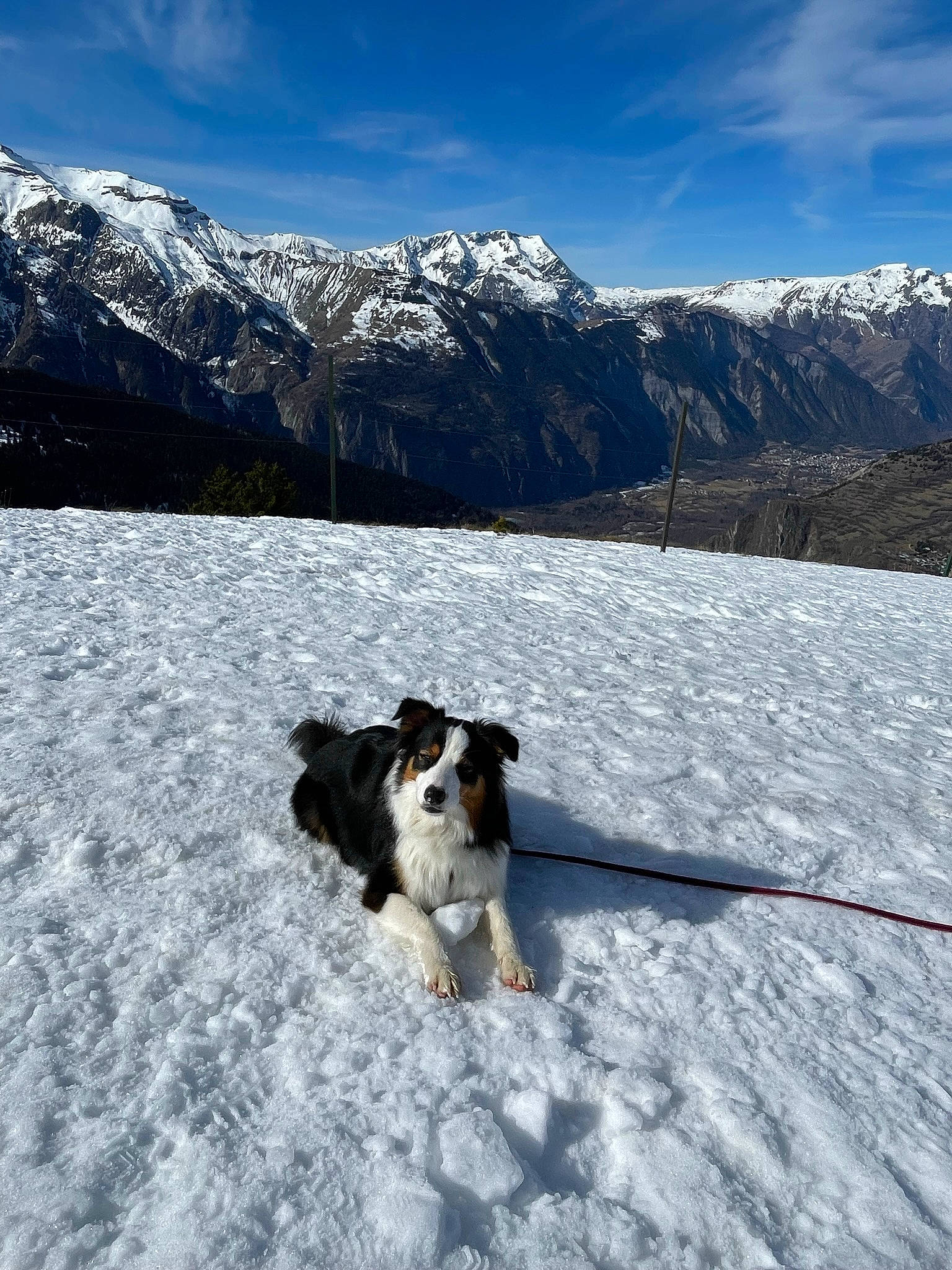 Shaina participe au concours pour gagner de l'argent avec cette photo : carnivore, cloud, collar, companion_dog, dog, dog_breed, freezing, geological_phenomenon, glacial_landform, hill, landscape, mountain, mountain_range, recreation, sky, slope, snow, sporting_group, wilderness, winter