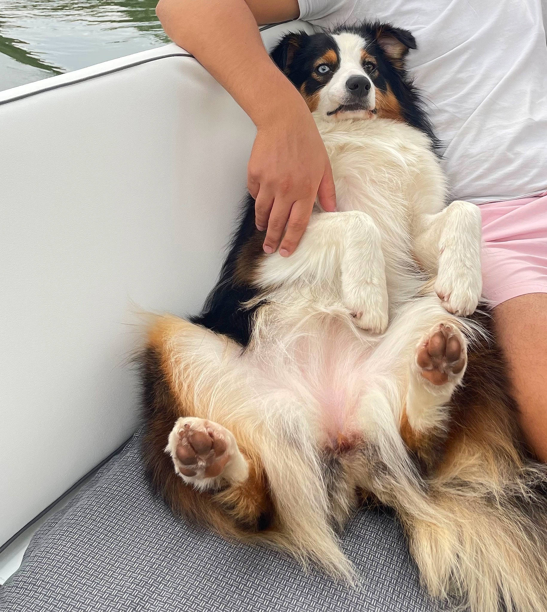 Shaina a rejoint le concours — aidez-le/la à gagner de superbes lots ! boat, canidae, carnivore, comfort, companion_dog, dog, dog_breed, eyewear, fawn, foot, fur, happy, paw, snout, sporting_group, sunglasses, toy_dog, water, watercraft, working_animal