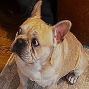 Duke joined the competition — help win amazing prizes! beige, carpet, closeup, couch, dog, ears, french_bulldog, hardwood_floor, human_hand, human_leg, indoor, looking_up, nails, paws, pet, portrait, rug, short_muzzle, sitting, wrinkled_face