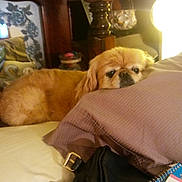 Bubbles joined the competition — help win amazing prizes! carnivoran, companion_dog, dog, dog_breed, dog_breed_group, dog_like_mammal, furniture, mammal, product, puppy, snout, vertebrate