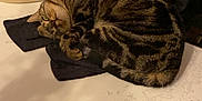 Chanel a rejoint le concours — aidez-le/la à gagner de superbes lots ! bag, cat, clothing, cozy, curled_up, domestic_animal, feline, fur, household, indoor, jacket, napping, pet, receipt, relaxed, resting, sleeping, striped, tabby_cat, table