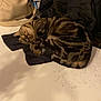 bag, cat, clothing, cozy, curled_up, domestic_animal, feline, fur, household, indoor, jacket, napping, pet, receipt, relaxed, resting, sleeping, striped, tabby_cat, table