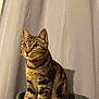 alert, animal, cat, collar, curtain, domestic_cat, ears, feline, fur_pattern, gray_perch, green_eyes, indoor, perch, pet, portrait, sitting, soft_lighting, striped_fur, tabby, whiskers