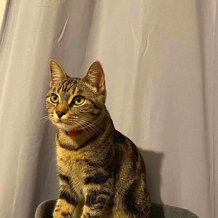 Chanel participe au concours pour gagner de l'argent avec cette photo : alert, animal, cat, collar, curtain, domestic_cat, ears, feline, fur_pattern, gray_perch, green_eyes, indoor, perch, pet, portrait, sitting, soft_lighting, striped_fur, tabby, whiskers