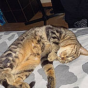 Chanel a rejoint le concours — aidez-le/la à gagner de superbes lots ! animal, bed, bedspread, cat, cozy, cute, floor, furniture, indoor, pattern, paws, pet, relaxed, resting, sleeping, striped, tabby, tile_floor, tripod, whiskers