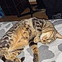 animal, bed, bedspread, cat, cozy, cute, floor, furniture, indoor, pattern, paws, pet, relaxed, resting, sleeping, striped, tabby, tile_floor, tripod, whiskers