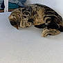 cat, cozy, curled_up, cute, domestic_animal, fabric, feline, folded_clothes, fur, hidden_face, indoor, paw, pet, quiet, relaxed, resting, sleeping, striped, tabby, wall