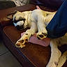 dog, sleeping, couch, leather, paw, foot, sock, indoor, relaxing, brown, white, black, person, cozy, comfort, rest, tile_floor, fur, animal, domestic