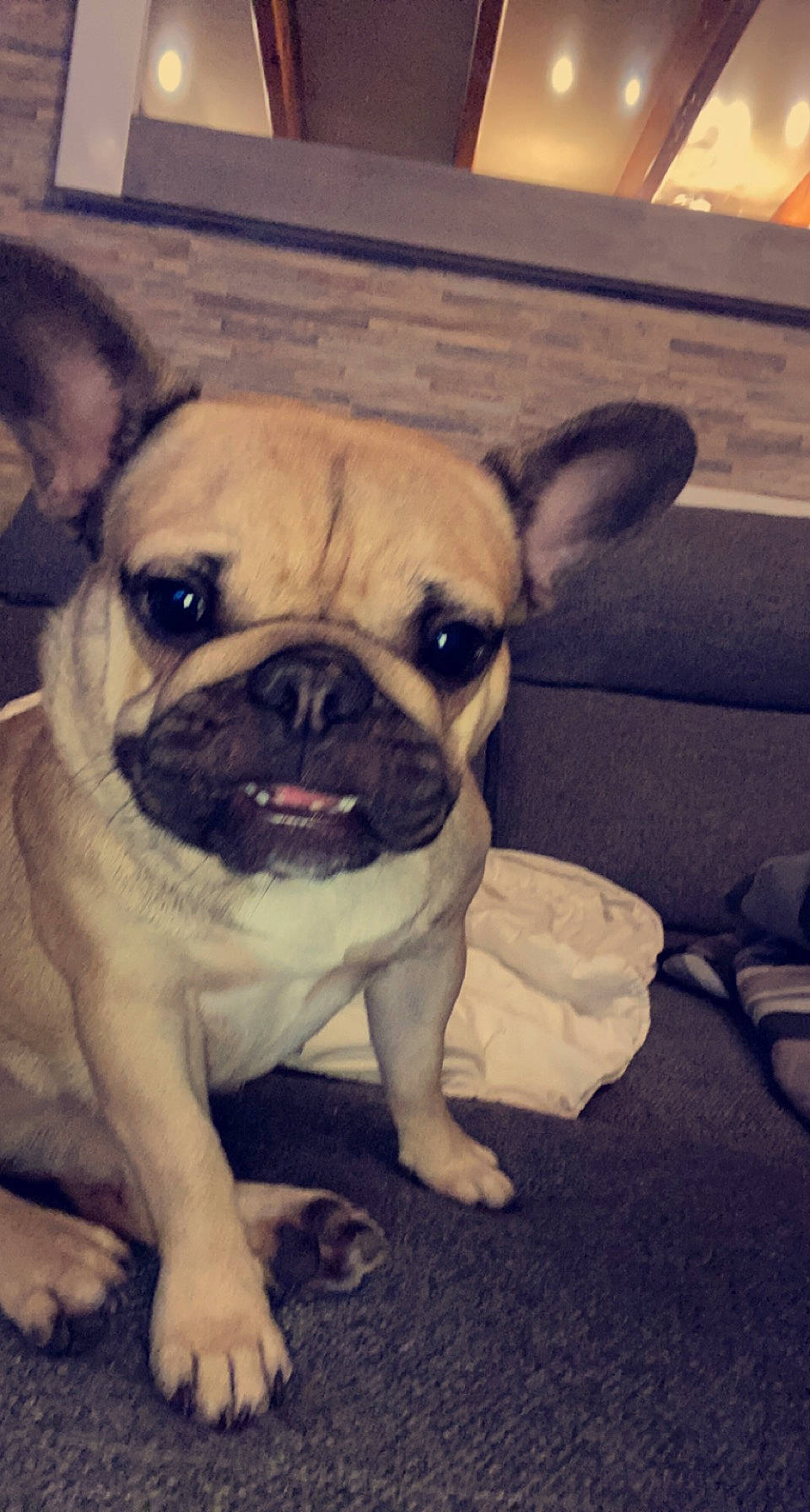 Awa participe au concours pour gagner de l'argent avec cette photo : bulldog, canidae, carnivore, comfort, companion_dog, dog, dog_breed, fawn, flooring, fur, grass, molosser, pug, puppy_love, snout, sporting_group, toy_dog, whiskers, working_animal, wrinkle