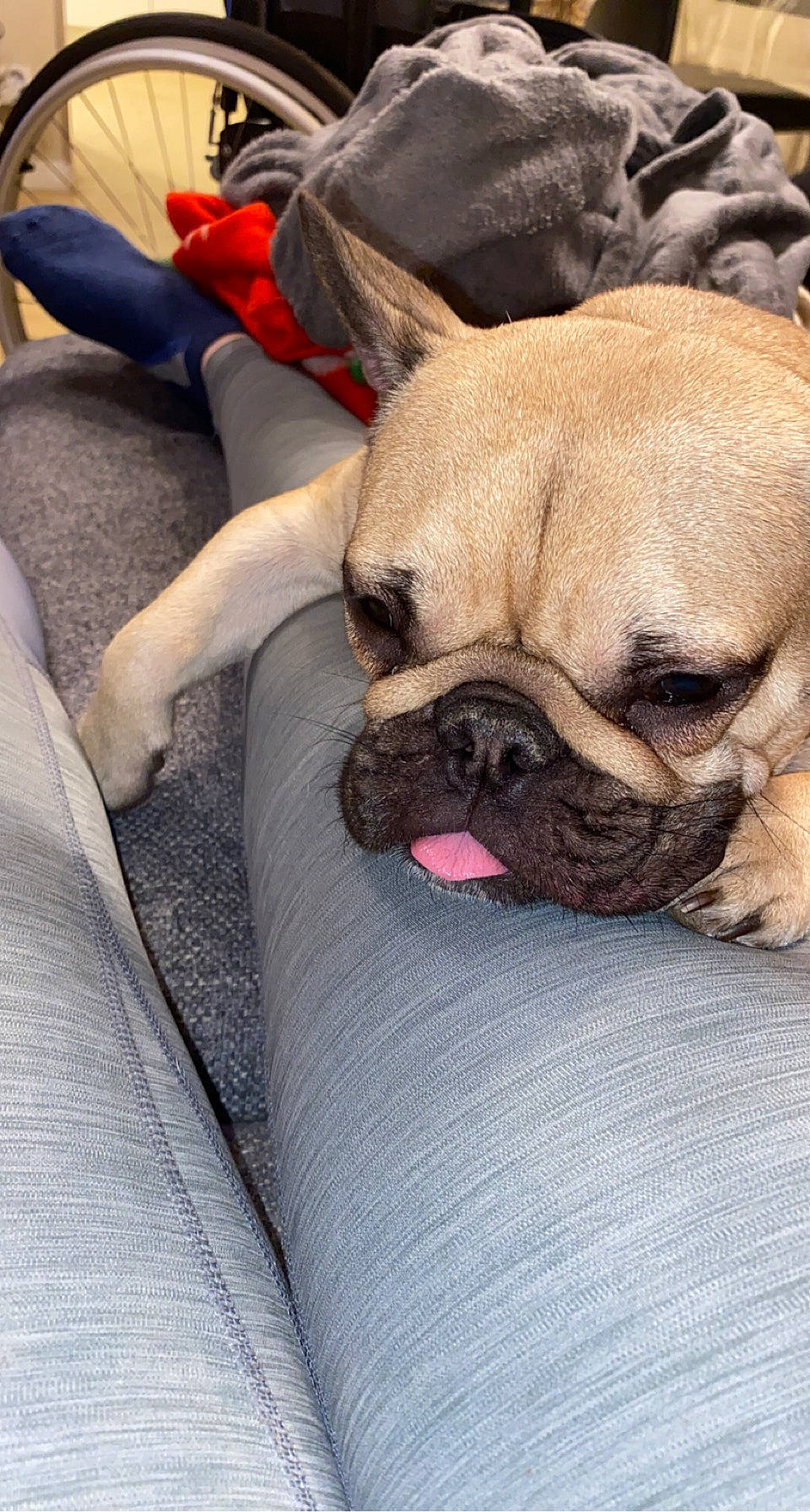 Awa participe au concours pour gagner de l'argent avec cette photo : bulldog, canidae, carnivore, comfort, companion_dog, dog, dog_breed, fawn, fur, molosser, nap, pug, puppy_love, snout, sporting_group, terrestrial_animal, toy_dog, whiskers, working_animal, wrinkle