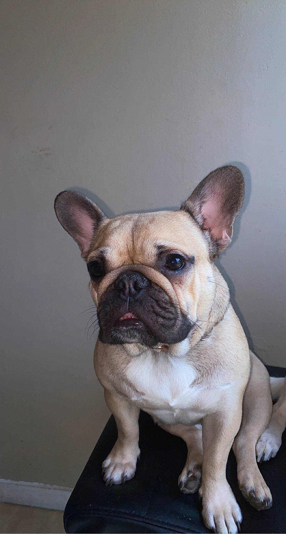 Awa a rejoint le concours — aidez-le/la à gagner de superbes lots ! biting, bulldog, canidae, carnivore, companion_dog, dog, dog_breed, ear, fawn, non_sporting_group, snout, sporting_group, terrestrial_animal, toy_dog, whiskers, working_animal, wrinkle