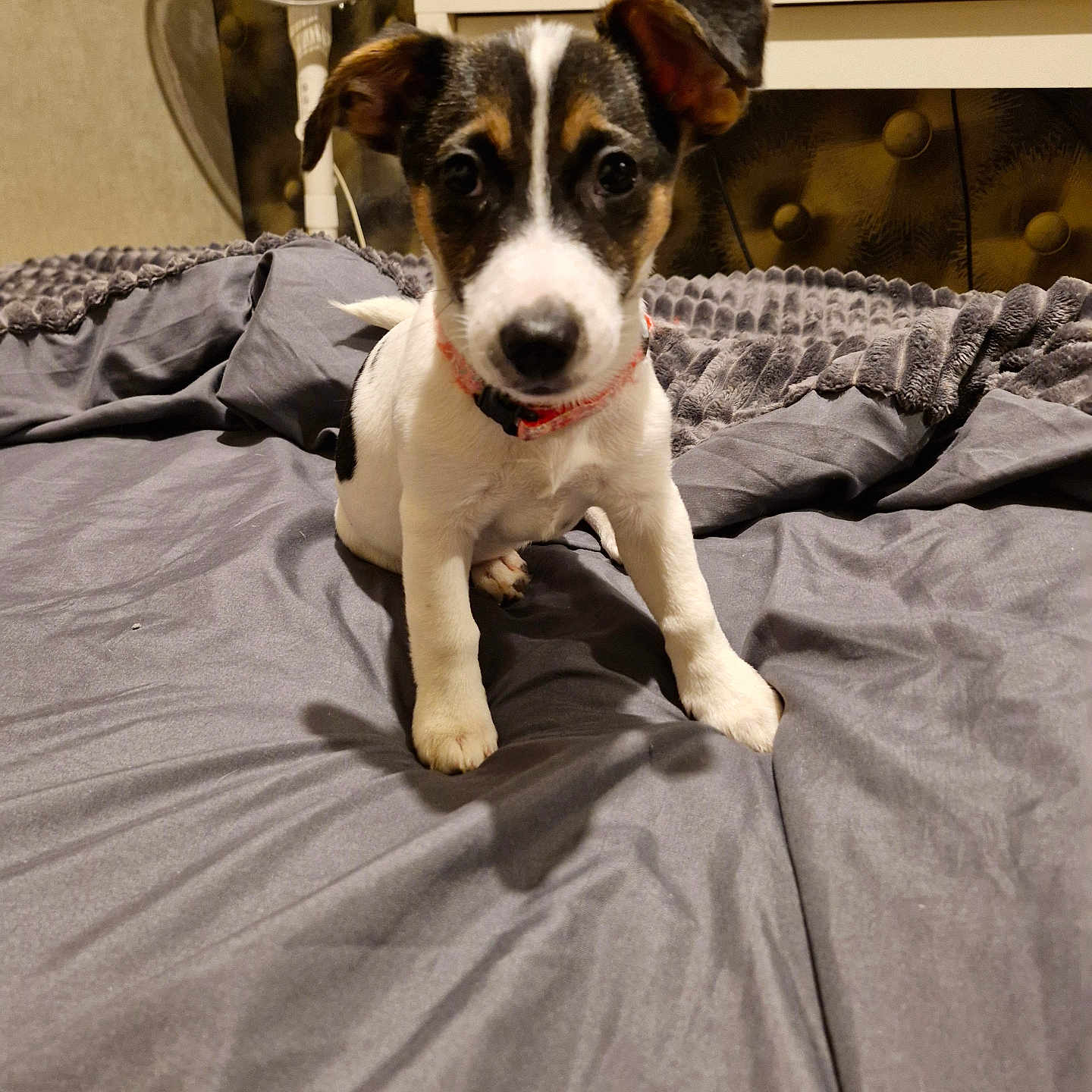Maya participe au concours pour gagner de l'argent avec cette photo : bed, bedroom, blanket, collar, curious, dog, fan, floor_bedspread, fur, furniture, indoor, looking_at_camera, paws, pet, portrait, printer, puppy, sheet, small_dog, television