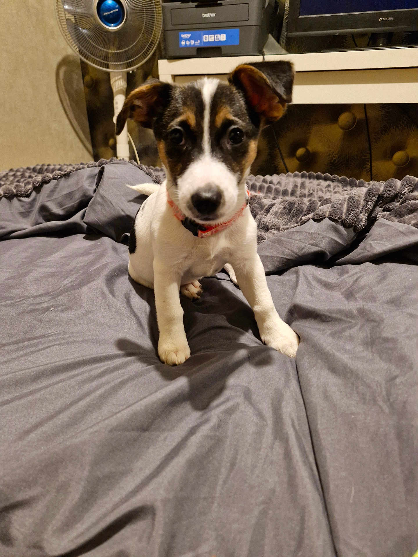 Maya participe au concours pour gagner de l'argent avec cette photo : dog, puppy, pet, bed, blanket, sheet, paws, collar, indoor, bedroom, fan, printer, television, curious, portrait, looking_at_camera, fur, small_dog, furniture, floor_bedspread