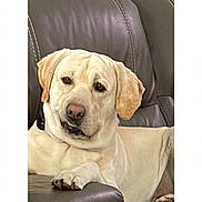 Dodge joined the competition — help win amazing prizes! dog, labrador, yellow_lab, pet, animal, portrait, sitting, lounging, indoors, living_room, recliner, leather_chair, furniture, cup_holder, paws, floppy_ears, cream_fur, brown_eyes, relaxed, photograph