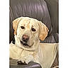 dog, labrador, yellow_lab, pet, animal, portrait, sitting, lounging, indoors, living_room, recliner, leather_chair, furniture, cup_holder, paws, floppy_ears, cream_fur, brown_eyes, relaxed, photograph