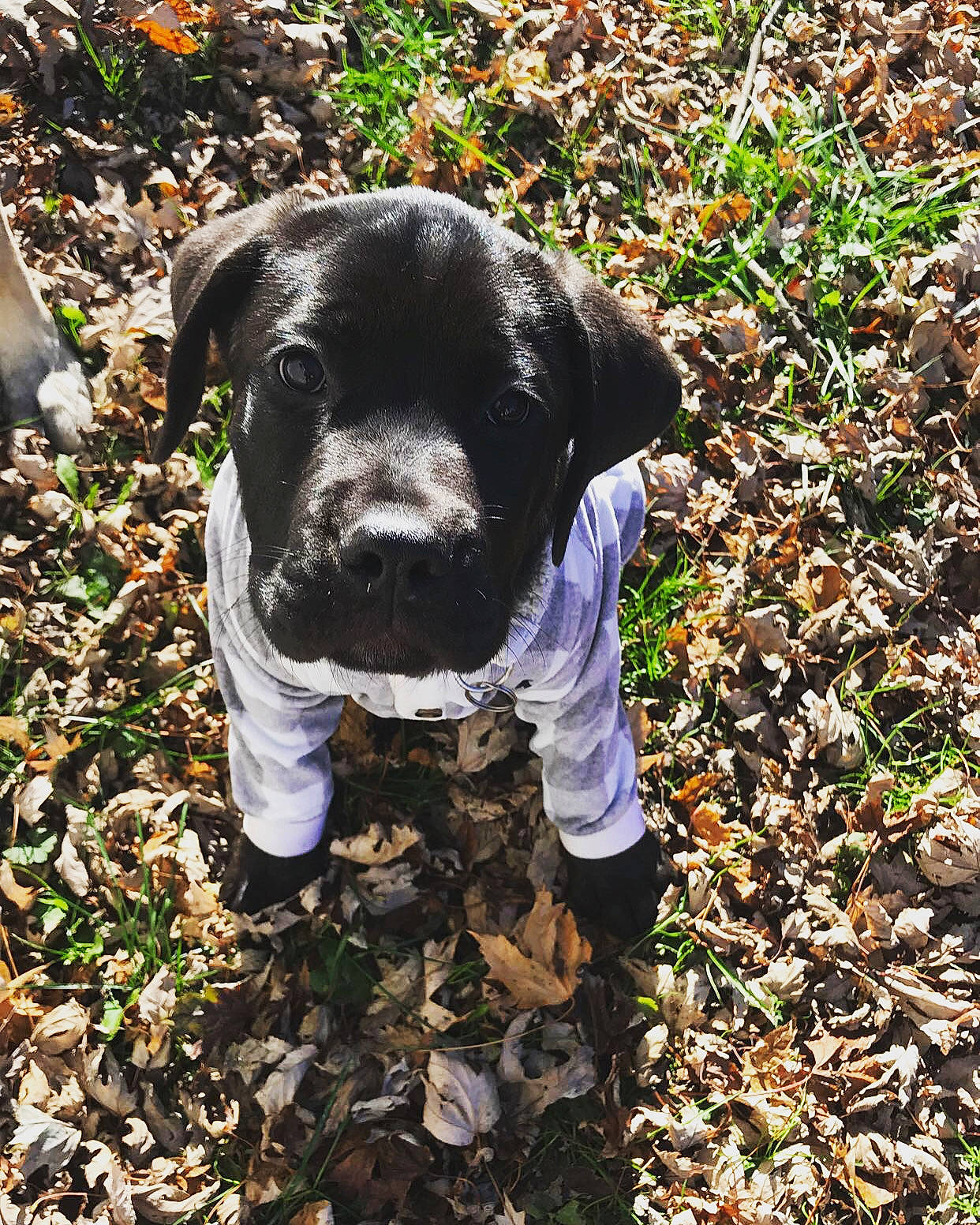 Moose is registered to the contest to win money with this photo: adventure, autumn, canidae, carnivore, dog, dog_breed, french_bulldog, leaf, non_sporting_group, plant, pointer, puppy, sporting_group