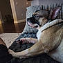 Luca is registered to the contest to win money with this photo: blanket, canine, closeup, comfort, couch, dog, domestic, ear, fur, furniture, human_leg, indoor, living_room, patterned_pillow, paw, pet, relaxed, resting, side_view, snout