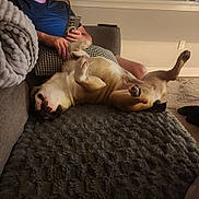Luca joined the competition — help win amazing prizes! blanket, brown, carpet, casual, comfort, couch, dog, fur, human_hand, indoor, living_room, paw, person, pet, phone, relaxing, resting, seated, texture, white