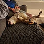 blanket, brown, carpet, casual, comfort, couch, dog, fur, human_hand, indoor, living_room, paw, person, pet, phone, relaxing, resting, seated, texture, white
