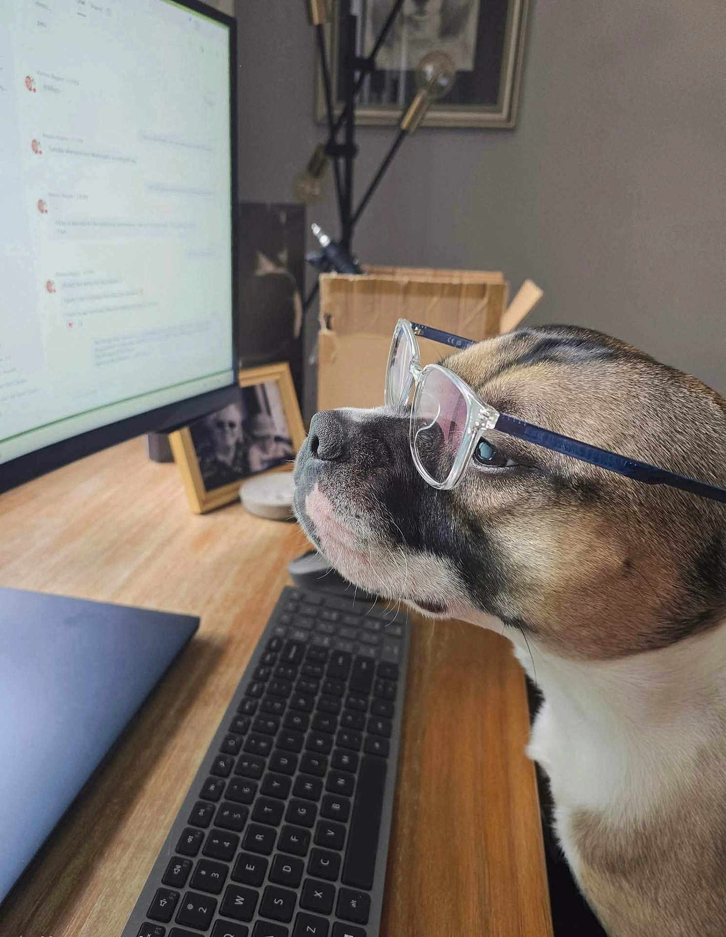 Luca joined the competition — help win amazing prizes! brown, computer, curious, desk, dog, focused, frame, glasses, home_office, indoor, keyboard, laptop, monitor, pet, portrait, short_hair, technology, white, wooden_table, workspace