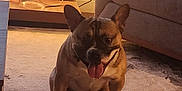 Luca is registered to the contest to win money with this photo: animal, carpet, cozy, cute, dog, ears, floor, french_bulldog, furniture, home, indoor, lamp, living_room, pet, relaxed, sitting, smiling, sofa, tongue_out, warm_lighting