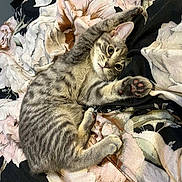 Nova joined the competition — help win amazing prizes! cat, kitten, gray_tabby, paw, pink_paw, stretching, floral_blanket, bed, cute, fur, whiskers, ears, face, eyes, indoor, pet, animal, cozy, resting, playful