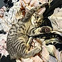 cat, kitten, gray_tabby, paw, pink_paw, stretching, floral_blanket, bed, cute, fur, whiskers, ears, face, eyes, indoor, pet, animal, cozy, resting, playful